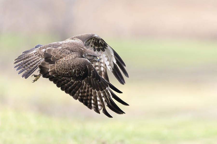 Wildlife Photograph - I Fly Away by Alberto Carati