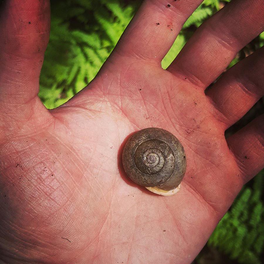 I Found A Snail And Called Him Dale Photograph by Thomas Zygmunt