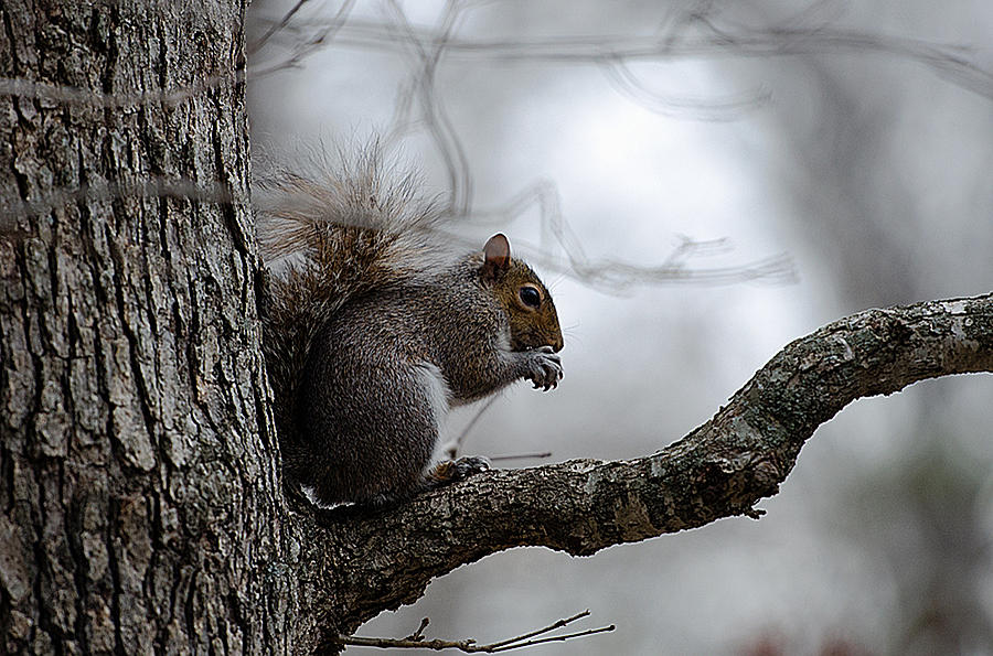 I Found My Nuts Photograph by Mark Carosiello