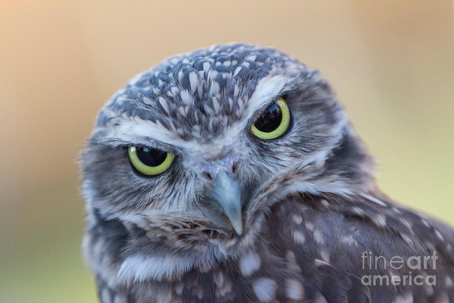 I Give A Hoot by Chris Scroggins I Give A Hoot by Chris Scroggins