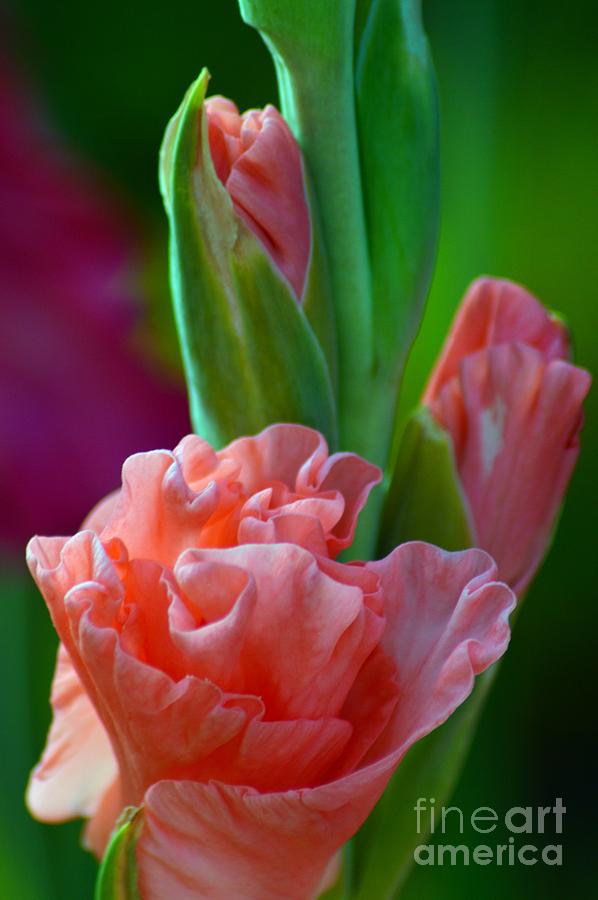 Flower Photograph - I Give You My Heart by Robyn King