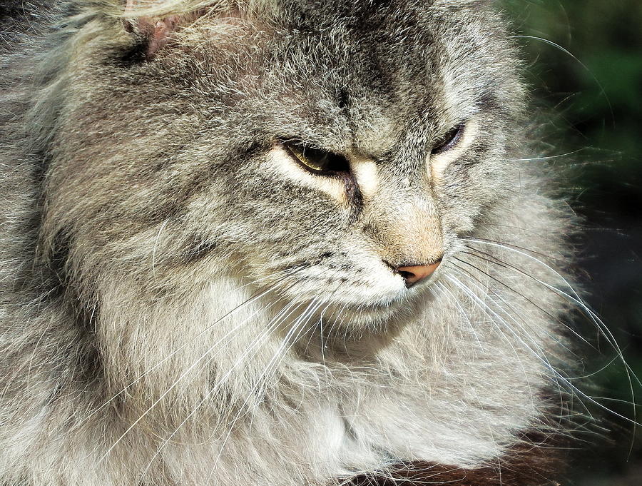 Tabby Cat Stare Photograph