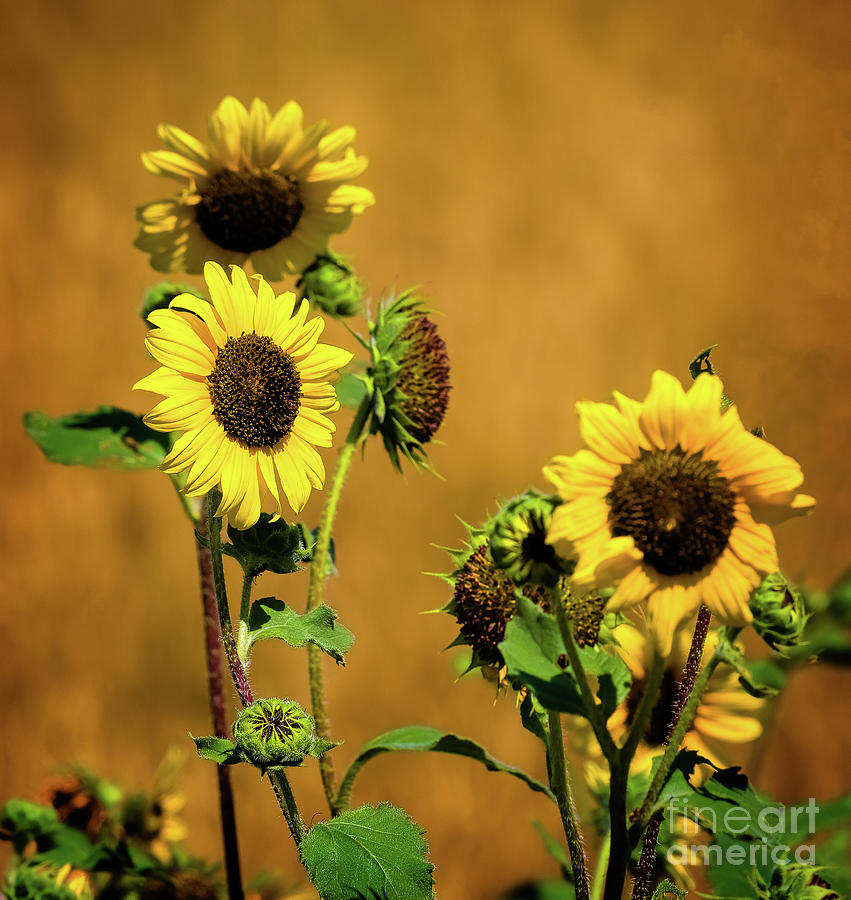Flower Photograph - I Got The Sun In The Morning by Jon Burch Photography