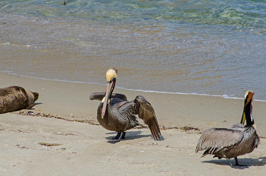 Pelican Photograph - I Got This by Susan McMenamin