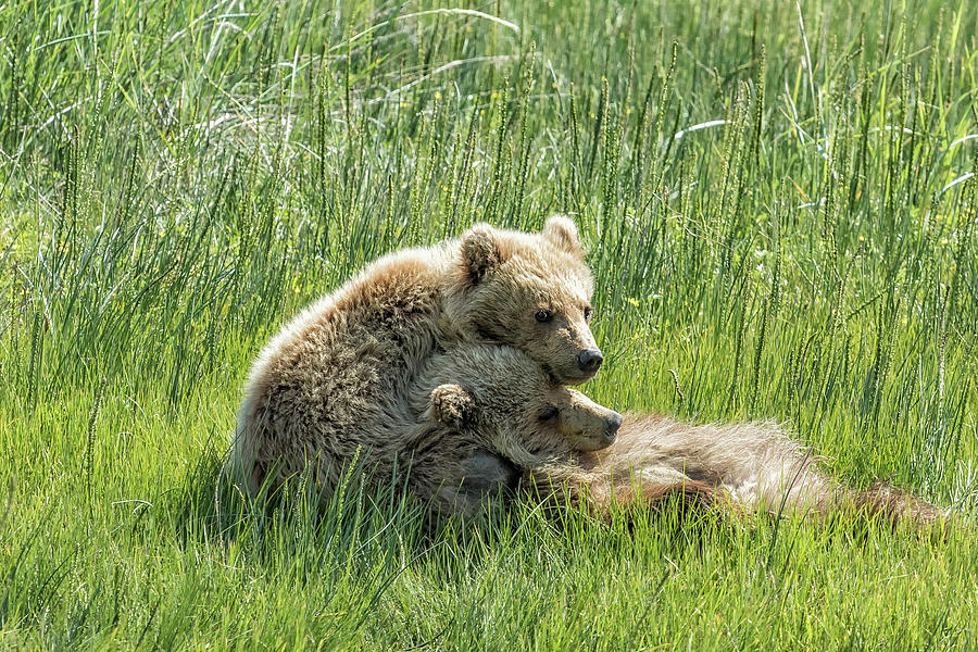 I Got Your Back - Bear Cubs, No. 4 Photograph by Belinda Greb