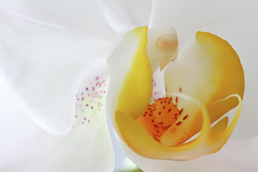 Orchid Photograph - I Gotta Be Me by Juergen Roth