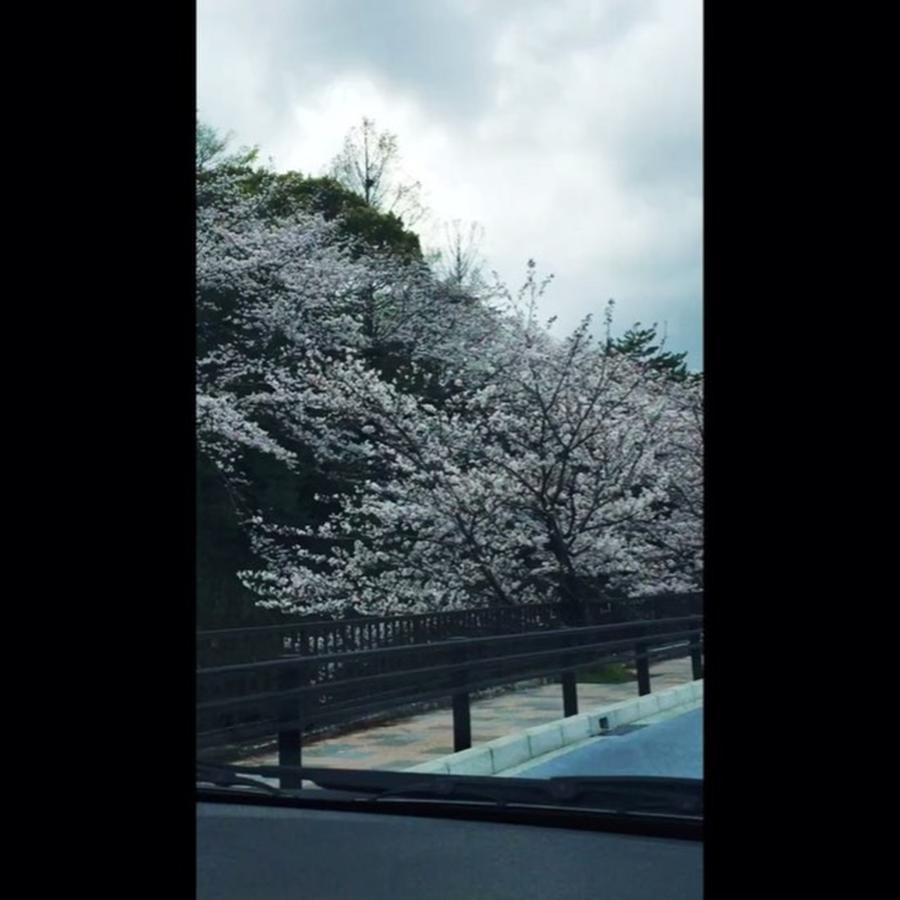 Japan Photograph - I Had The Day Off Today.
cherry Tree by Takahisa MOTONO