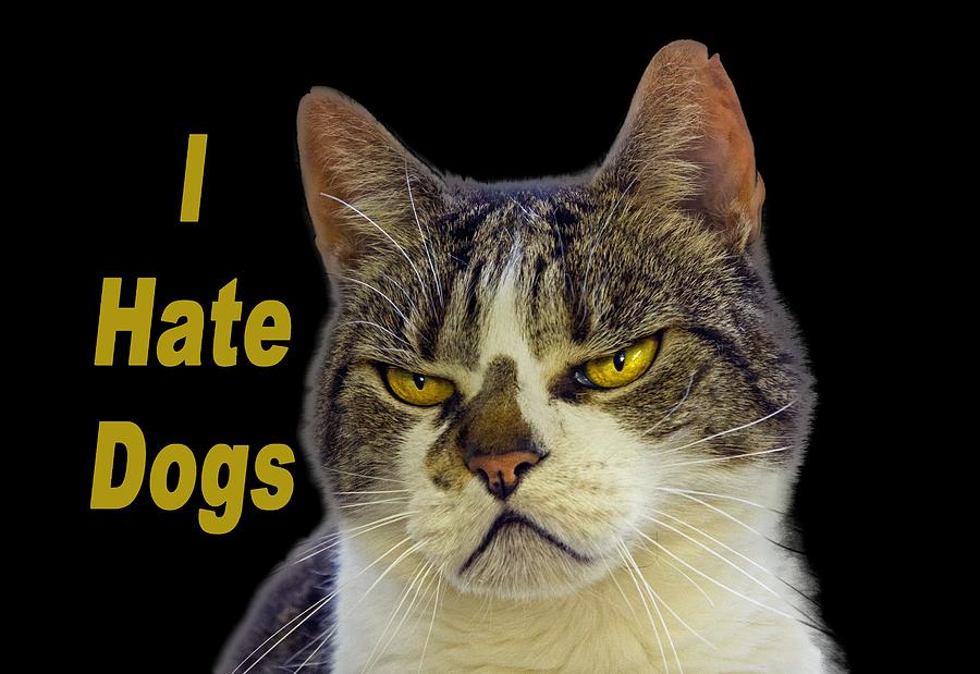 i-hate-dogs-photograph-by-thanet-photos-fine-art-america