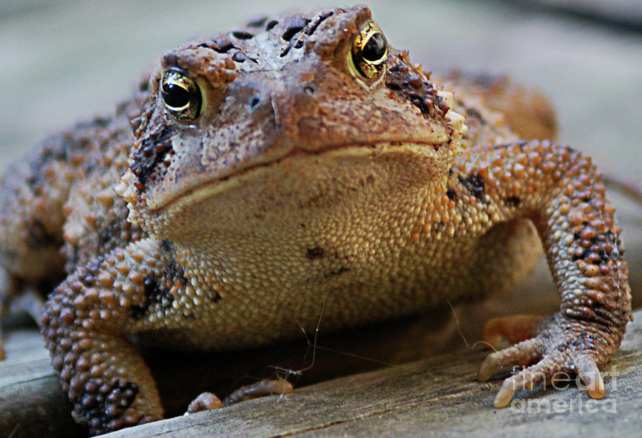 American Toad Photograph - I Hate Spider Webs by Randy Bodkins