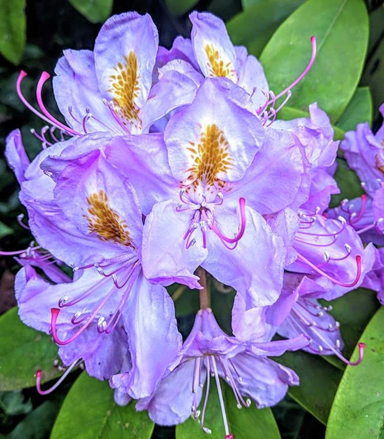 Purple Rhododendron Photograph - Lavender Rhododendron by Valerie Shinn