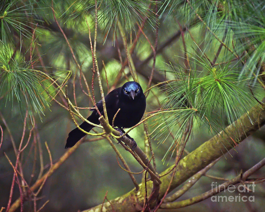 I Have My Eyes On You - Grackle in the Pines Photograph by Kerri Farley