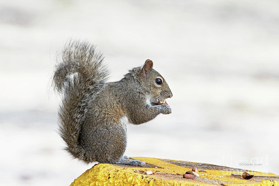 I Have My Nuts Photograph by Deborah Benoit