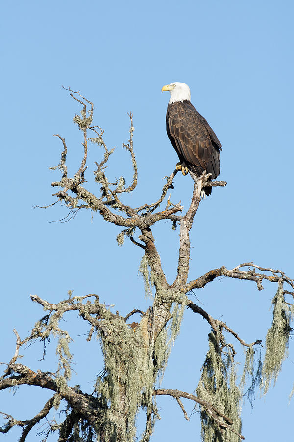 I Have Returned -- Bald Eagle at Atascadero Lake Park, California Photograph by Darin Volpe
