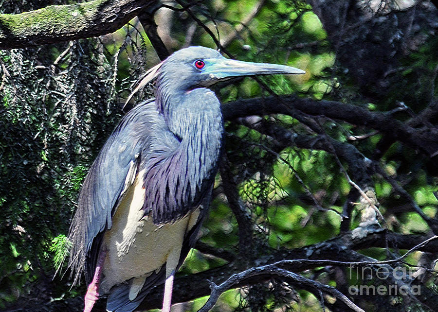 Heron Photograph - I Hear My Mate Calling by Lydia Holly