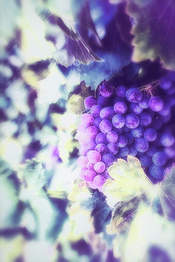 Grape Photograph - I Heard It by Marnie Patchett