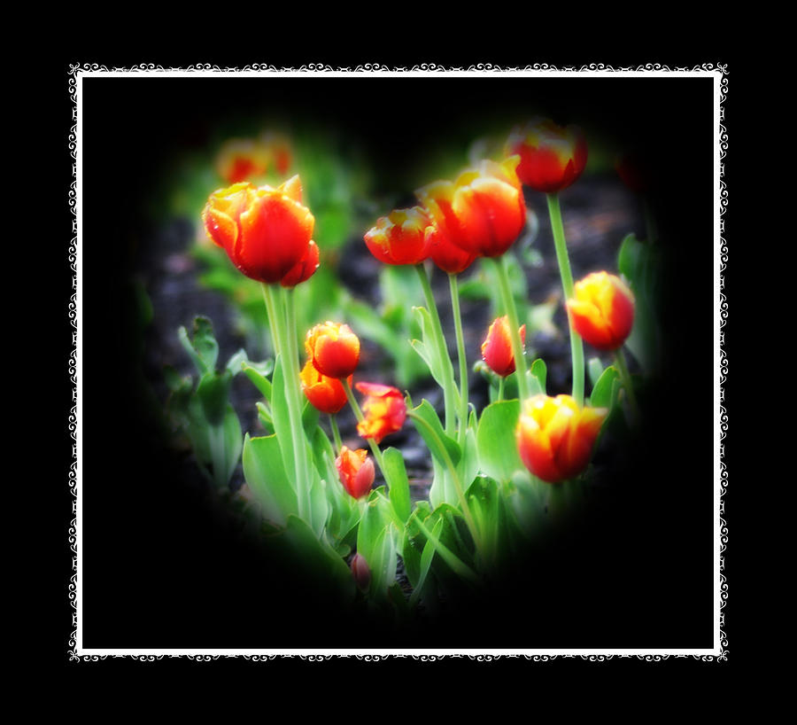 I Heart Tulips - Black Background Photograph by Bill Cannon