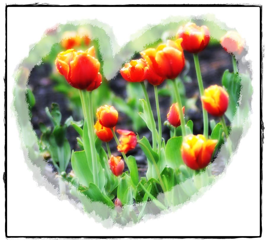 I Heart Tulips Photograph by Bill Cannon