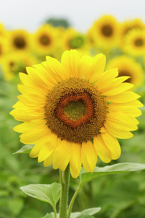 Sunflower Photograph - I Heart you by Jayne Gulbrand