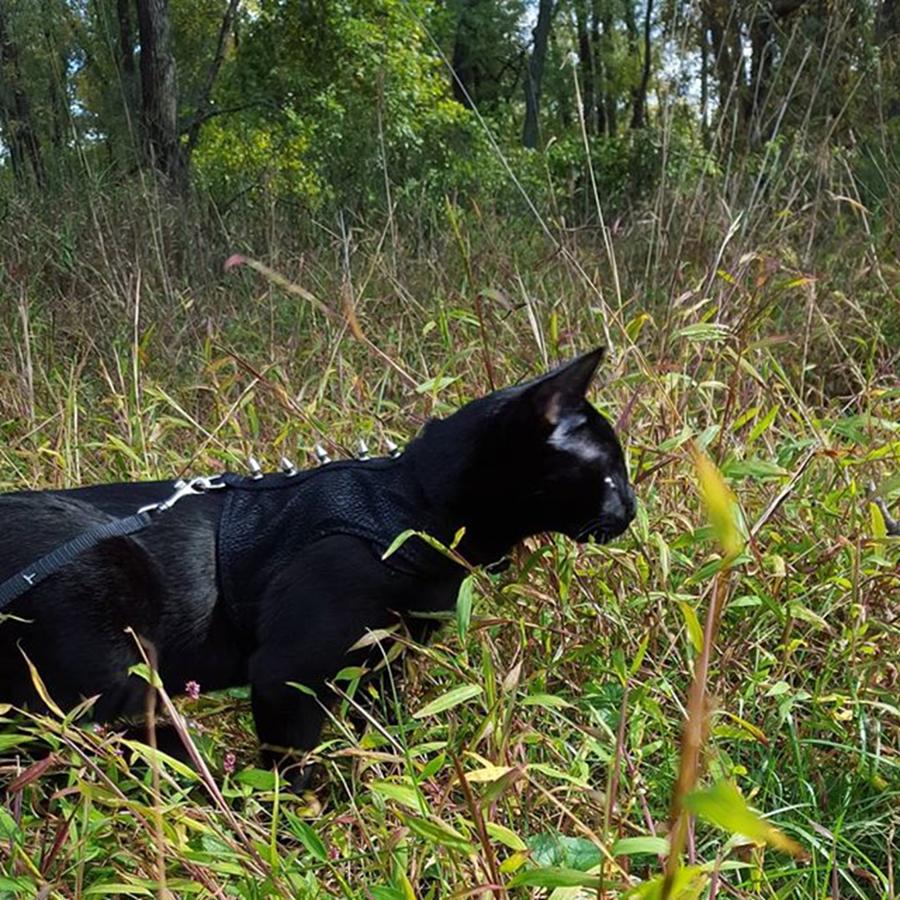 Nature Photograph - I Is Hunting ​#cat #catsofinstagram by Sirius Black Adventure Cat
