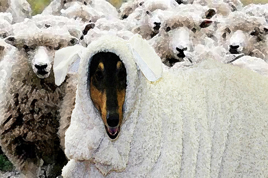 Sheep Digital Art - I just want to fit in by Shawna Dockery