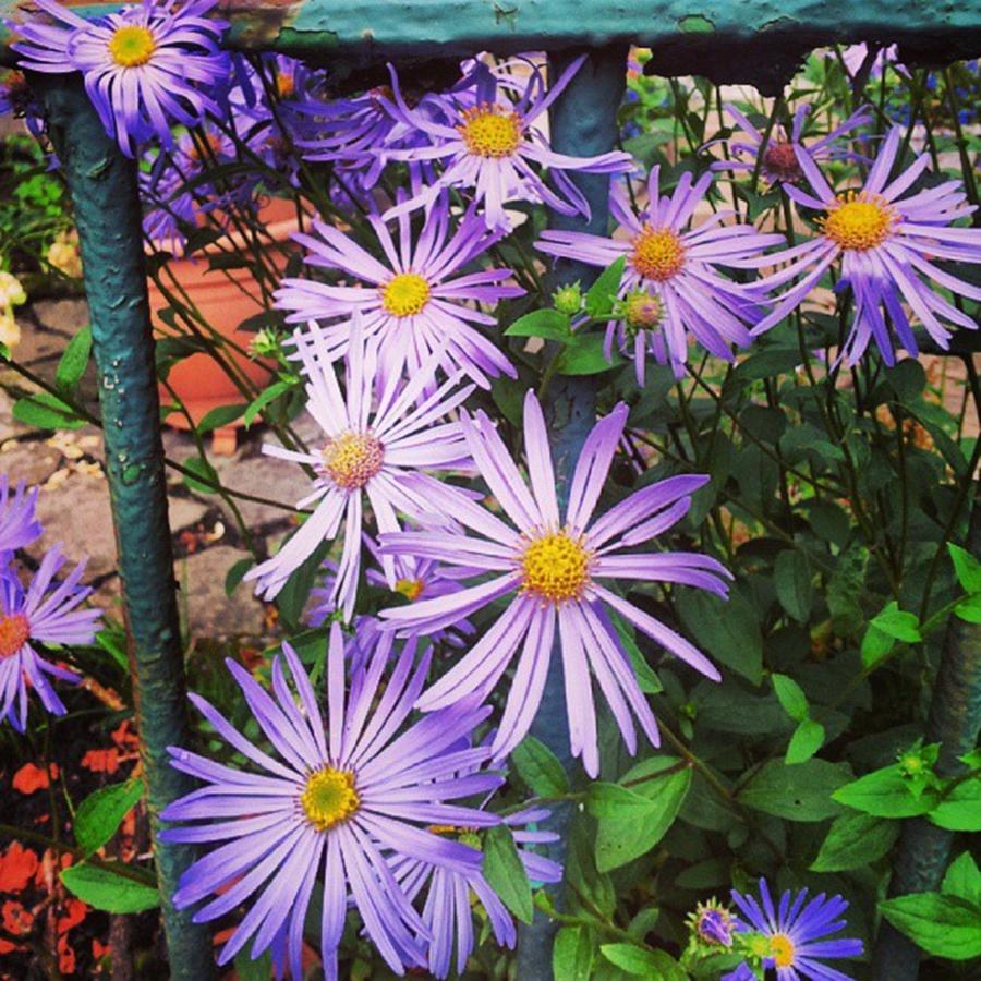 Flower Photograph - I Kinda Love This Purple & Green Colour by Jennie Davies