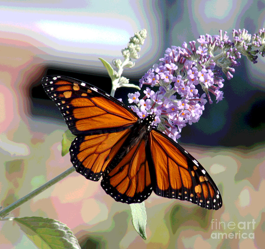 I knew I had a Monarch Digital Art by Jack Ader