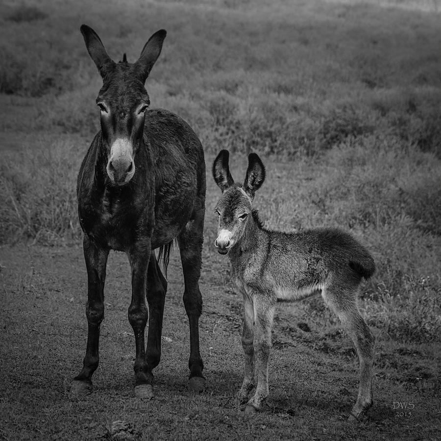 I know, I Have a Cute Little ... by David W Schafer I know, I Have a Cute Little ... by David W Schafer