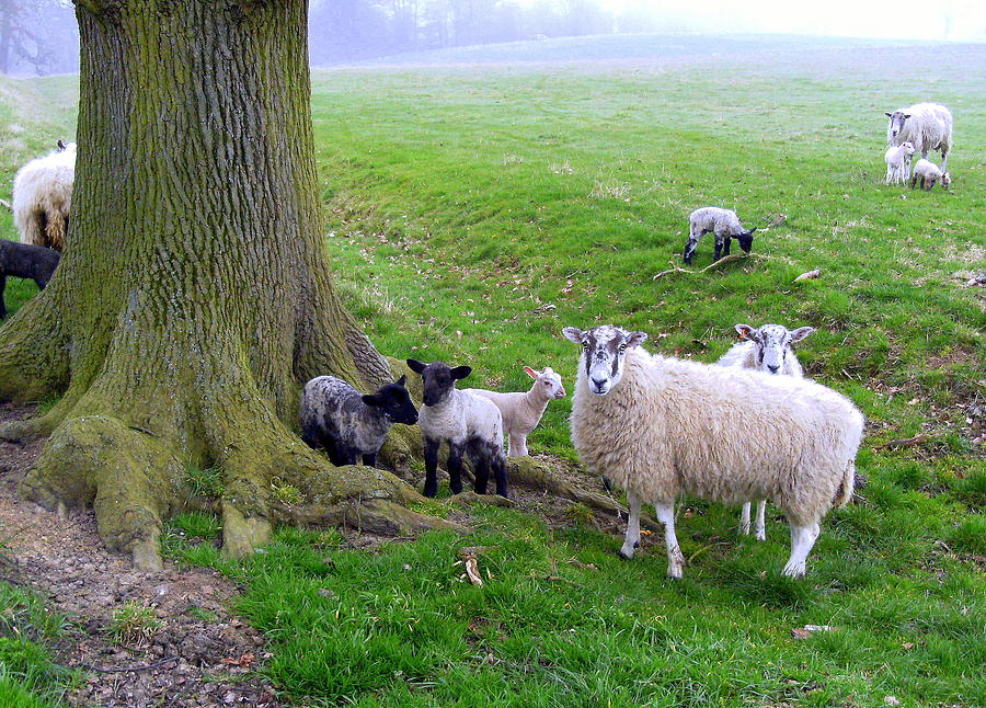 I Know My Sheep Photograph by Mindy Newman