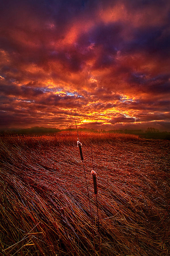 Flower Photograph - I Know That We Can Make It, You and Me by Phil Koch