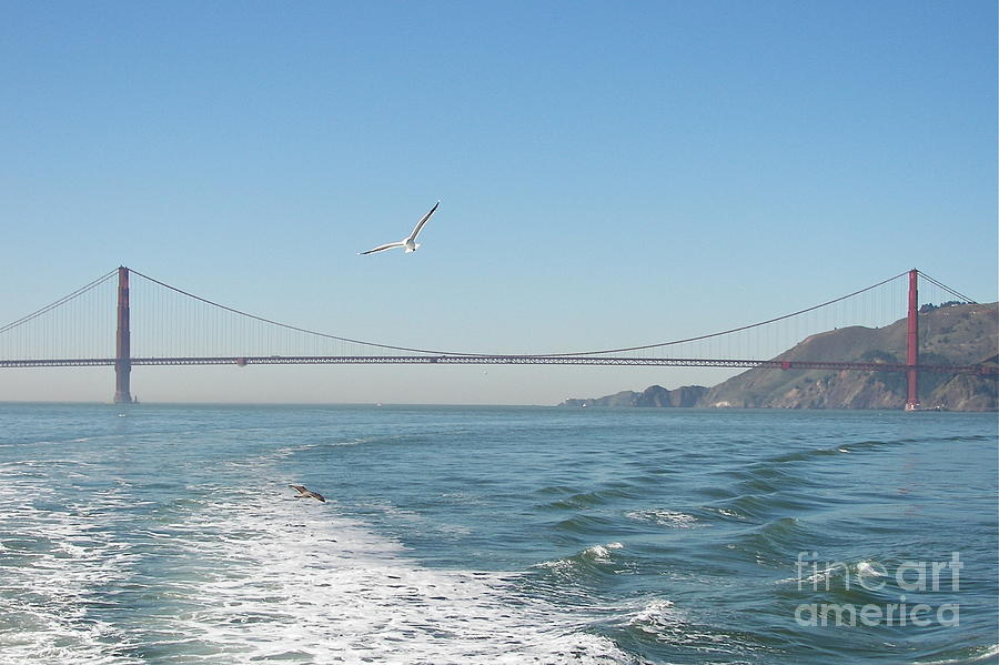 I Left My Heart in San Francisco Photograph by Carol  Bradley