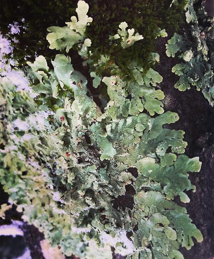 Tree Photograph - I Lichen You A Lot. Haw Haw by Jessica Mayer Kaul