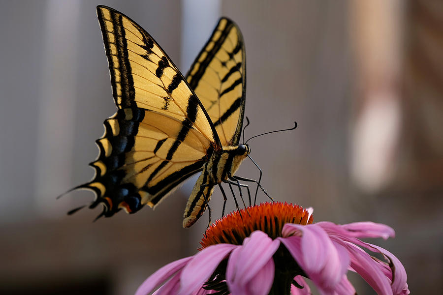 Butterfly Photograph - I Like Flowers on my Table by Jessica Myscofski