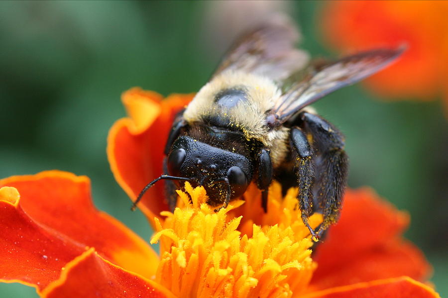 I Like Pollen Photograph by Jason Hochman - Fine Art America