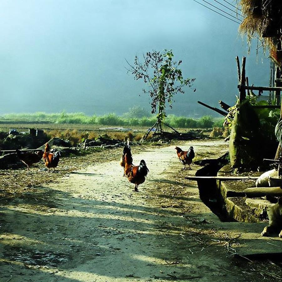 Vietnam Photograph - I Long For The Countryside. Thats by Jesper Staunstrup