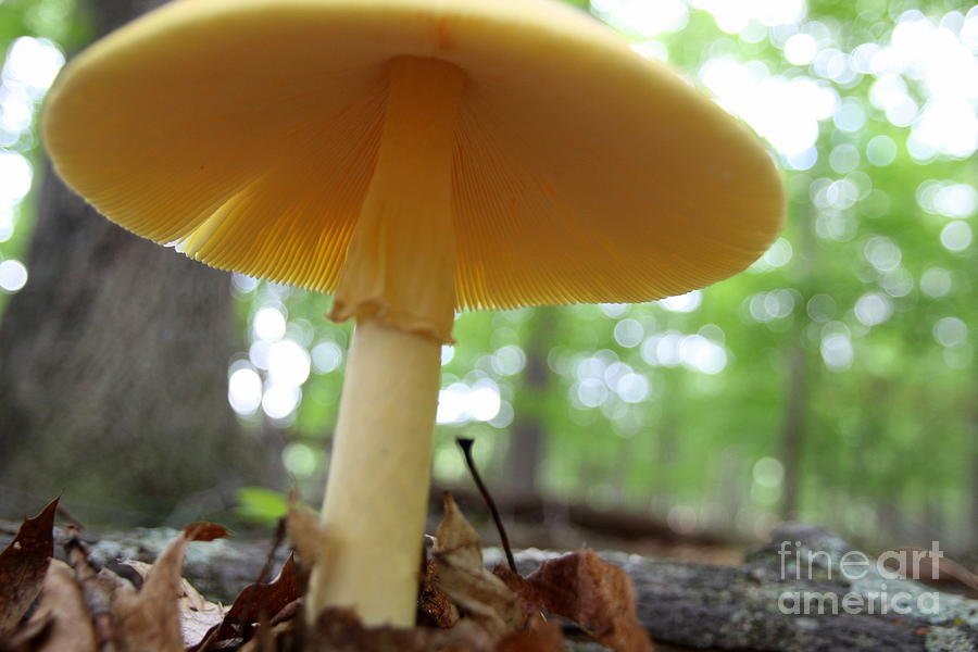 Mushroom Photograph - I Look Up to Mushrooms  by Neal Eslinger