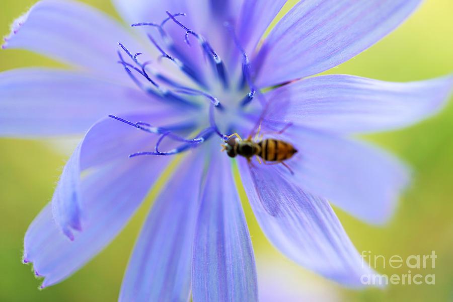 I love blue Photograph by Merle Grenz