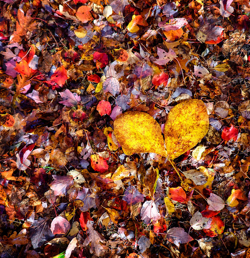 Fall Photograph - I love fall by Vicki Jauron