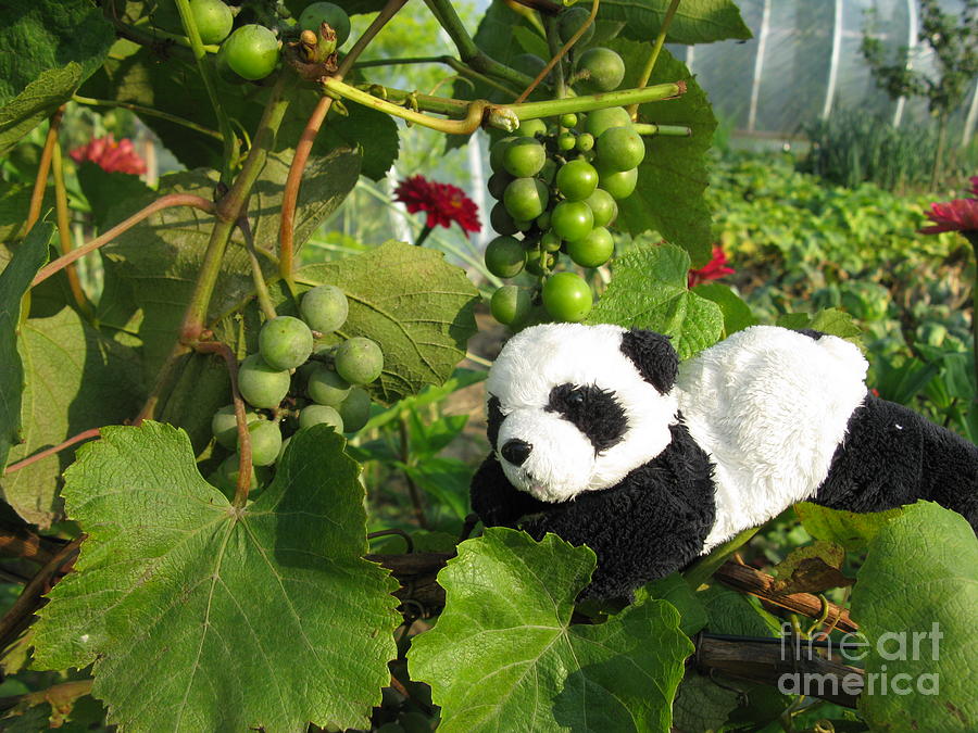 Grape Photograph - I love grapes Says the panda by Ausra Huntington nee Paulauskaite