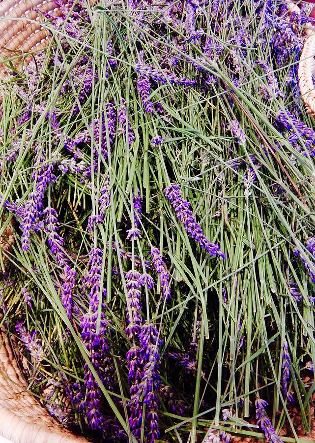 I Love Lavender Photograph by Sue Morris