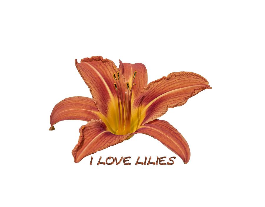 I love Lilies 2018 Photograph by Thomas Young