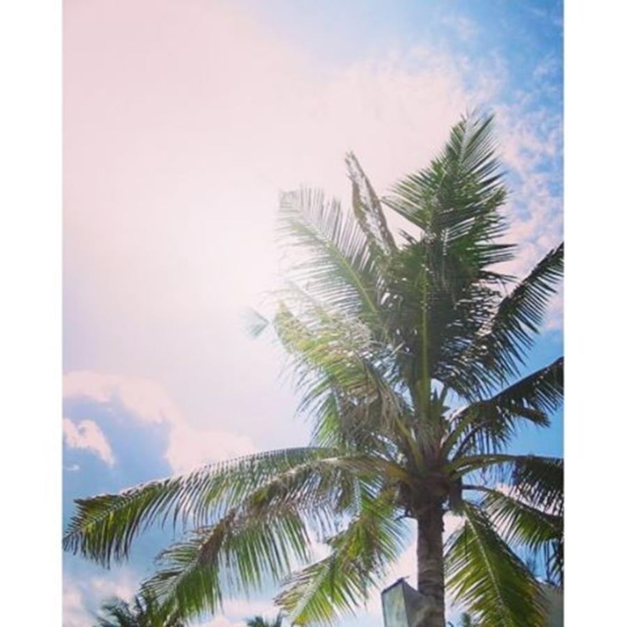 Nature Photograph - I Love Love Love 🌴palm Trees🌴!! by Emi Kanno