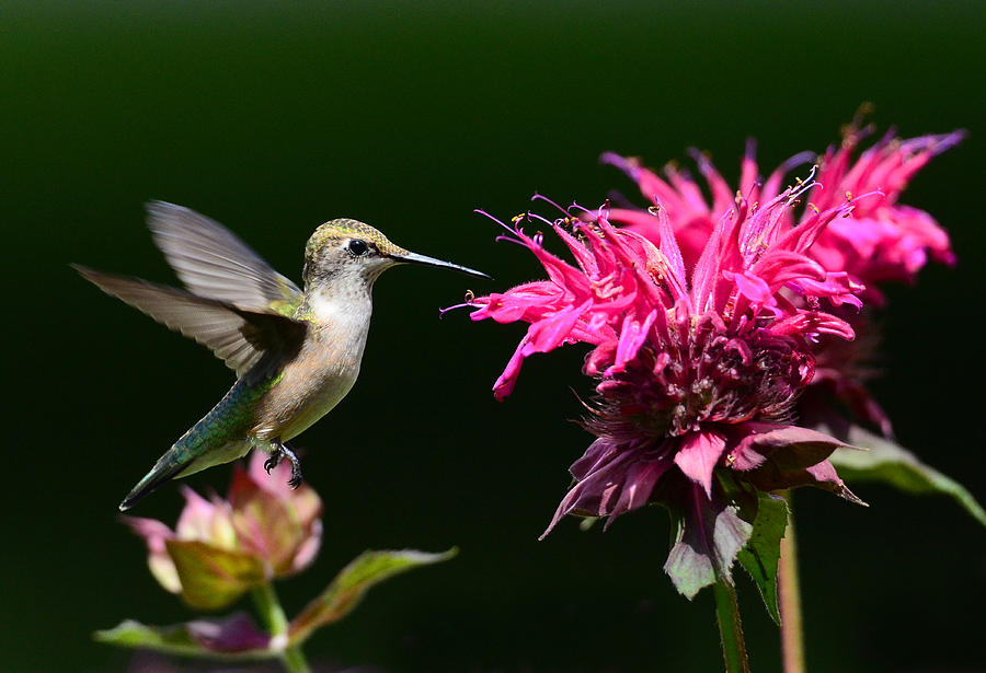 I Love My Bee Balm Photograph by Rodney Campbell