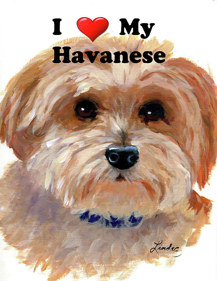 My havanese hot sale