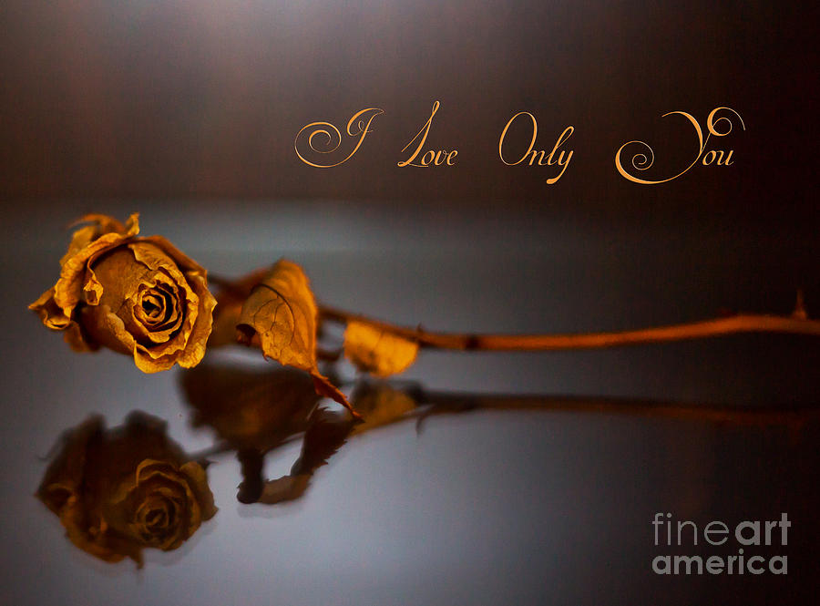 I love only you rose Photograph by Alex Art