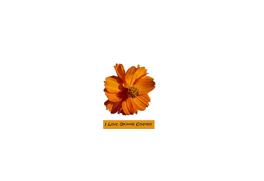 Flowers Still Life Photograph - I Love Orange Cosmos 2018-1 by Thomas Young