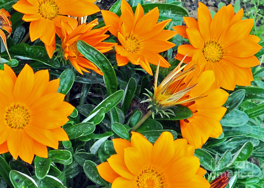 I Love Orange Flowers Photograph by Lydia Holly