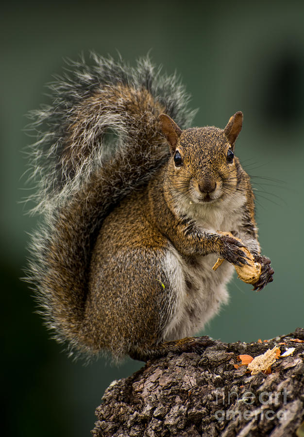 Squirrel Photograph - I Love peanuts by Zina Stromberg