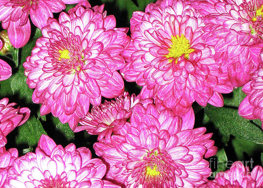 I Love Pink Flowers Photograph by Lydia Holly