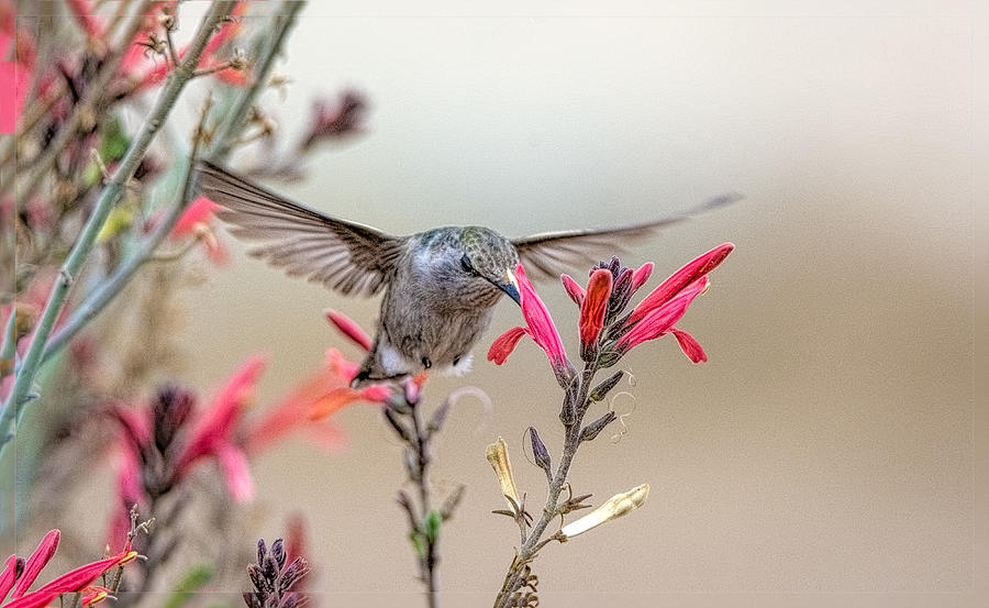 I Love Red Photograph by Marilyn McFarlin I Love Red Photograph by Marilyn McFarlin