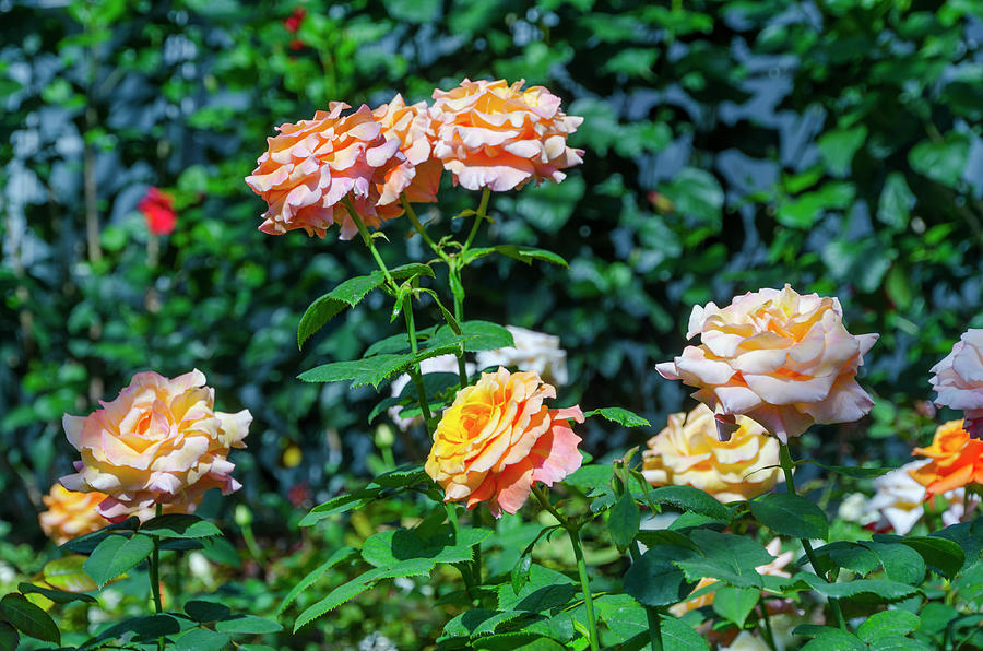 I love Roses Photograph by Bill Cannon